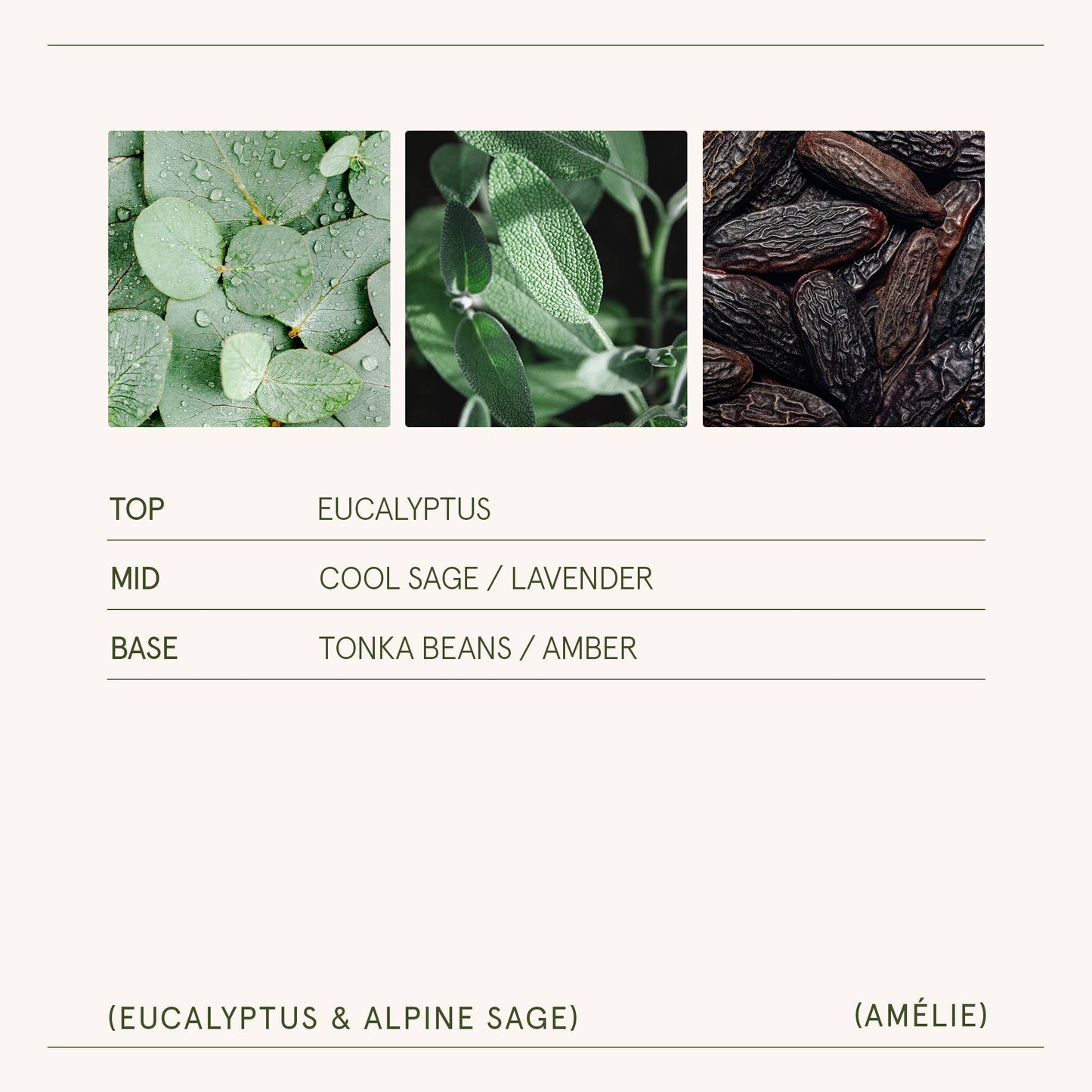 La Jolie Muse Eucalyptus & Alpine Sage - 19oz Candle