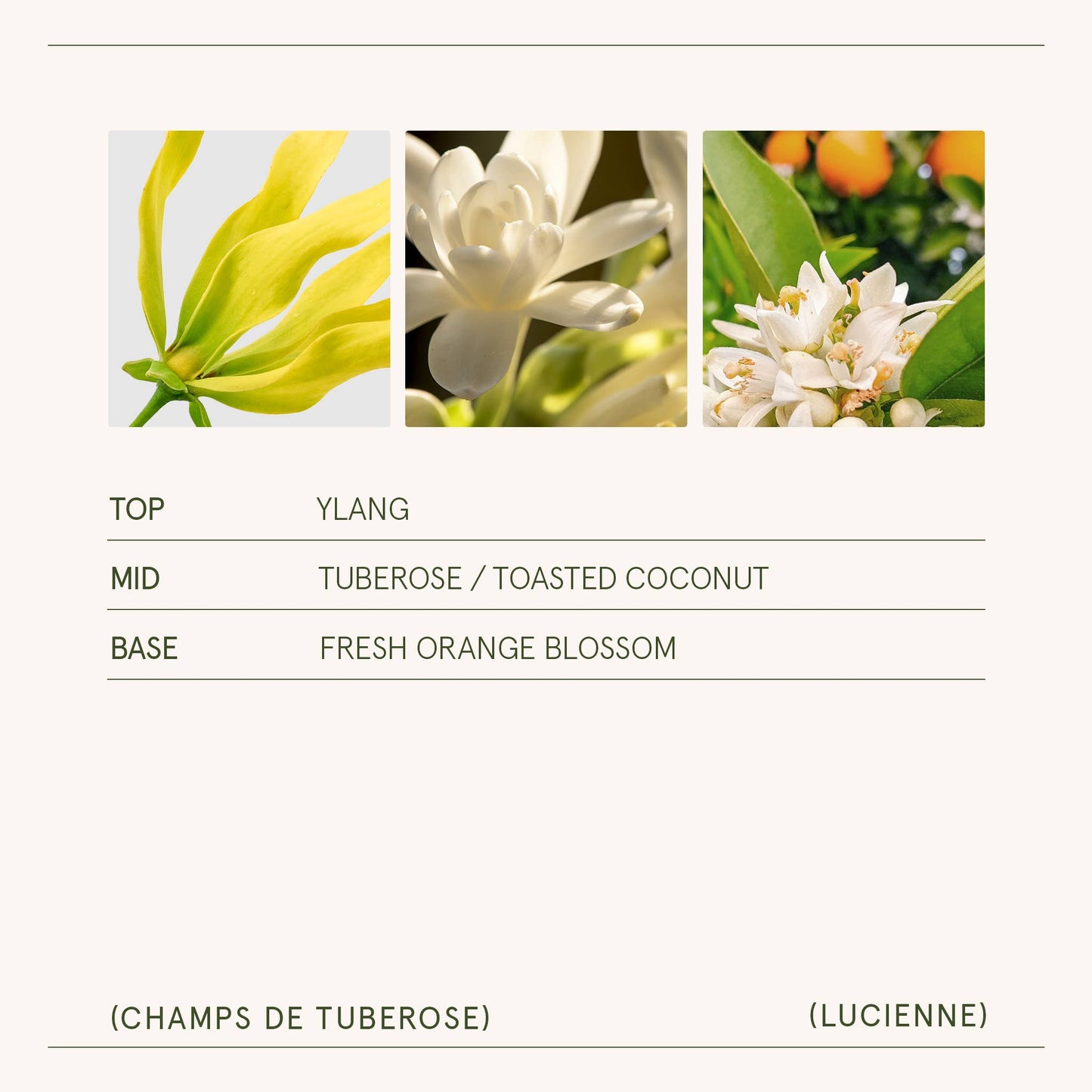 La Jolie Muse Lucienne - Champs de Tuberose 8oz Candle