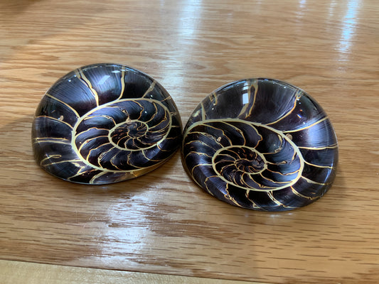 Ammonite Paperweight